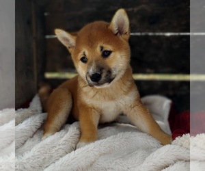 Shiba Inu Puppy for sale in FRYTOWN, IA, USA