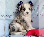 Small Photo #1 Aussie-Poo Puppy For Sale in BOUSE, AZ, USA