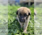 Small Photo #1 German Shepherd Dog Puppy For Sale in MONTICELLO, WI, USA