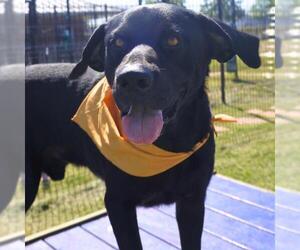 Labrador Retriever-Unknown Mix Dogs for adoption in San Antonio, TX, USA
