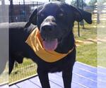 Small Labrador Retriever Mix