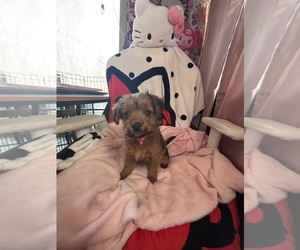 YorkiePoo Puppy for sale in NEW TRIPOLI, PA, USA