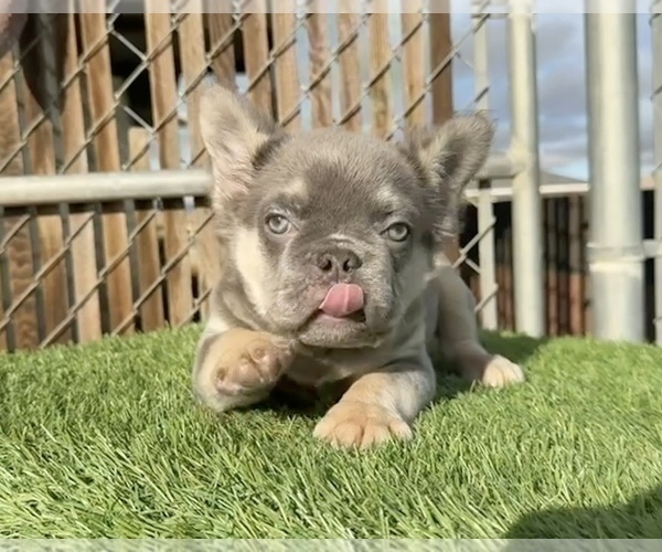 Medium Photo #13 French Bulldog Puppy For Sale in DENVER, CO, USA
