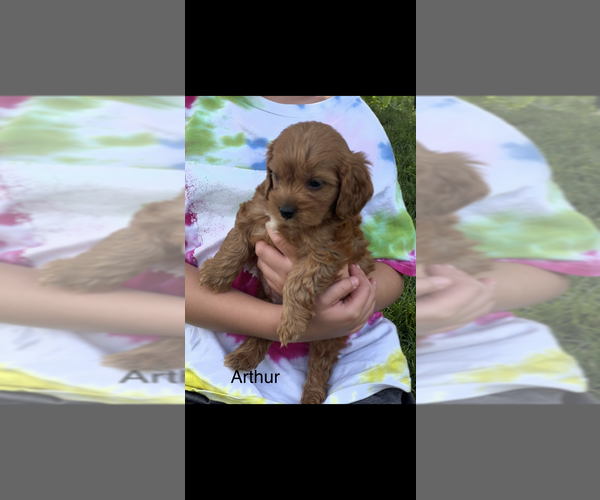 Medium Photo #3 Cavapoo (Toy) Puppy For Sale in NILES, MI, USA