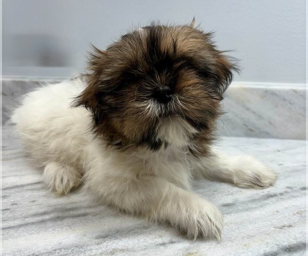 Medium Photo #2 Shih Tzu Puppy For Sale in FAIR HAVEN, MI, USA