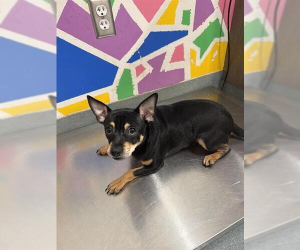 Medium Photo #1 Chihuahua Puppy For Sale in Baytown, TX, USA