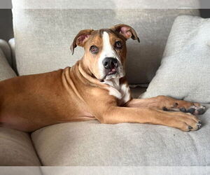 American Bulldog-Unknown Mix Dogs for adoption in Germantown, OH, USA