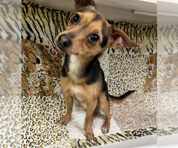 Medium Photo #1 Chihuahua Puppy For Sale in HESPERIA, CA, USA