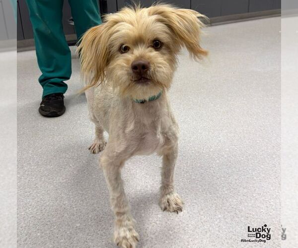 Medium Photo #2 Shih Tzu-Unknown Mix Puppy For Sale in Washington, DC, USA