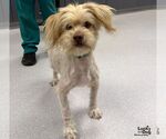 Small Photo #2 Shih Tzu-Unknown Mix Puppy For Sale in Washington, DC, USA