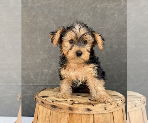 Medium Photo #9 Yorkshire Terrier Puppy For Sale in OCALA, FL, USA