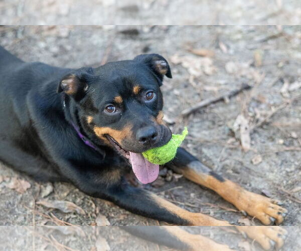 Medium Photo #3 Rottweiler Puppy For Sale in Aurora, OH, USA