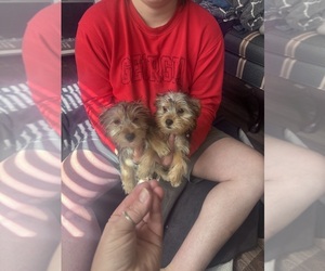 Yorkshire Terrier Puppy for sale in MARTIN, GA, USA