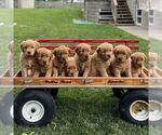 Small Photo #2 Golden Retriever Puppy For Sale in KINZERS, PA, USA