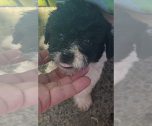 Maltipoo Puppy for sale in VENETA, OR, USA