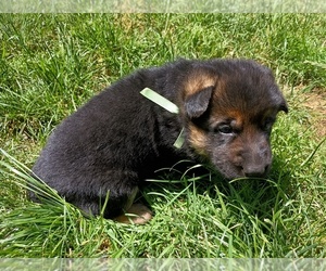 German Shepherd Dog Puppy for sale in OAK GROVE, OR, USA