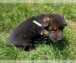 Small German Shepherd Dog