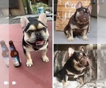 Small Photo #9 French Bulldog Puppy For Sale in BUCKS BAR, CA, USA