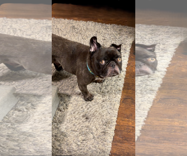 Medium Photo #9 French Bulldog Puppy For Sale in St. Louis Park, MN, USA