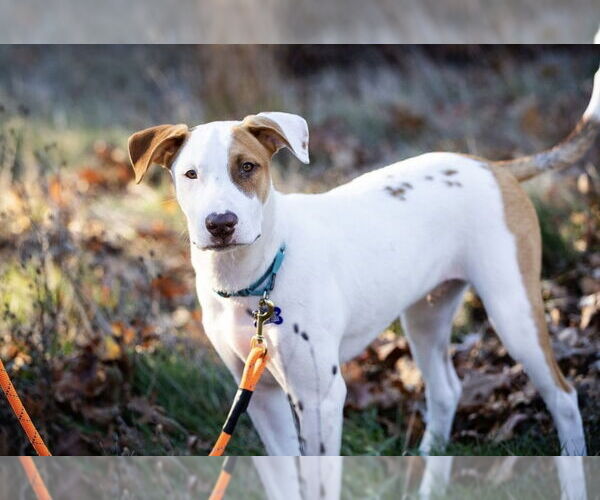 Medium Photo #14 American Pit Bull Terrier-Unknown Mix Puppy For Sale in Oak Bluffs, MA, USA