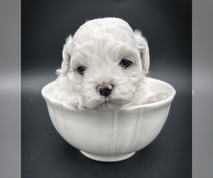 Zuchon Puppy for sale in FAIRBANK, IA, USA
