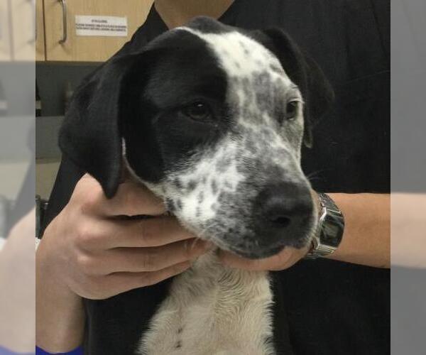 Medium Photo #1 Mutt Puppy For Sale in Riverside, CA, USA