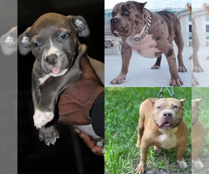 American Pit Bull Terrier Puppy for sale in SANFORD, FL, USA