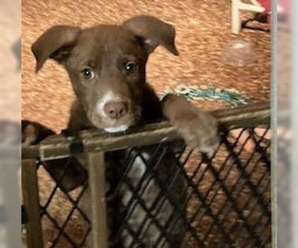 Medium Photo #3 Shepradors Puppy For Sale in Lakewood, CO, USA