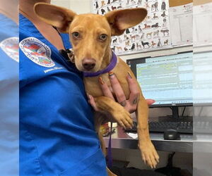 Chihuahua Dogs for adoption in San Bernardino, CA, USA