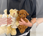 Small Photo #4 Poodle (Toy) Puppy For Sale in BURKE, VA, USA