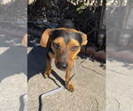 Small #2 Dachshund Mix