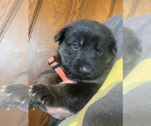 Medium Photo #2 German Shepherd Dog Puppy For Sale in NEWVILLE, PA, USA