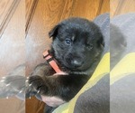 Small #1 German Shepherd Dog