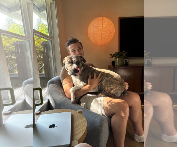 Medium Photo #5 Mutt Puppy For Sale in Bellevue, WA, USA