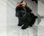 Small Photo #1 Shih Tzu Puppy For Sale in LITHONIA, GA, USA