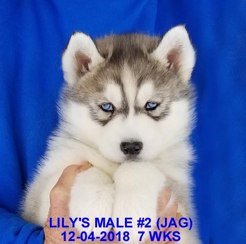 Medium Photo #26 Siberian Husky Puppy For Sale in MANILLA, IA, USA