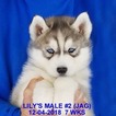Small Photo #26 Siberian Husky Puppy For Sale in MANILLA, IA, USA