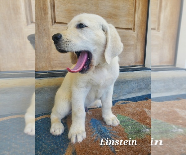 Medium Photo #1 English Cream Golden Retriever-Labrador Retriever Mix Puppy For Sale in LYLES, TN, USA