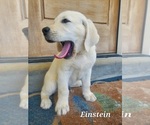 Image preview for Ad Listing. Nickname: Einstein