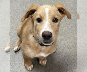 Labrador Retriever-Unknown Mix Dogs for adoption in Sterling, MA, USA