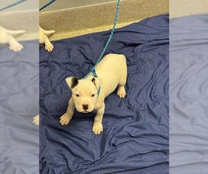 Mutt Dog for Adoption in Las Vegas, Nevada USA