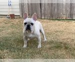 Small Photo #19 French Bulldog Puppy For Sale in BRYAN, TX, USA