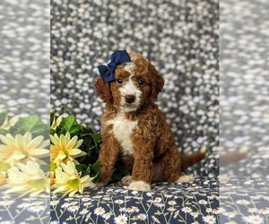 Goldendoodle (Miniature) Puppy for sale in GLEN ROCK, PA, USA
