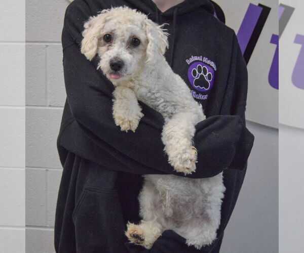 Medium Photo #4 Bichon Frise-Unknown Mix Puppy For Sale in Huntley, IL, USA