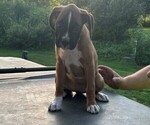 Puppy Poncho Boxer