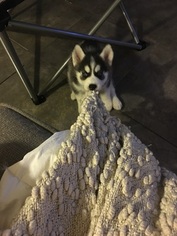 Siberian Husky Puppy for sale in PINELLAS PARK, FL, USA