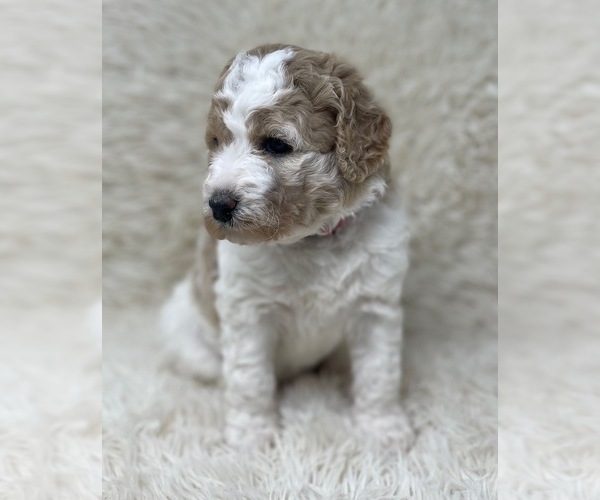 Medium Photo #25 Double Doodle Puppy For Sale in PIERSON, FL, USA