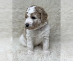 Small Photo #25 Double Doodle Puppy For Sale in PIERSON, FL, USA