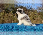 Small #8 ShihPoo
