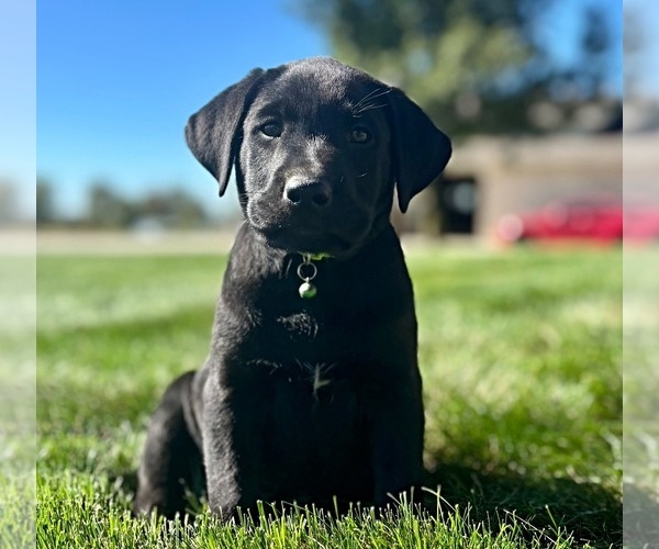 Medium Photo #8 Labrador Retriever Puppy For Sale in FREDERICKSBG, OH, USA